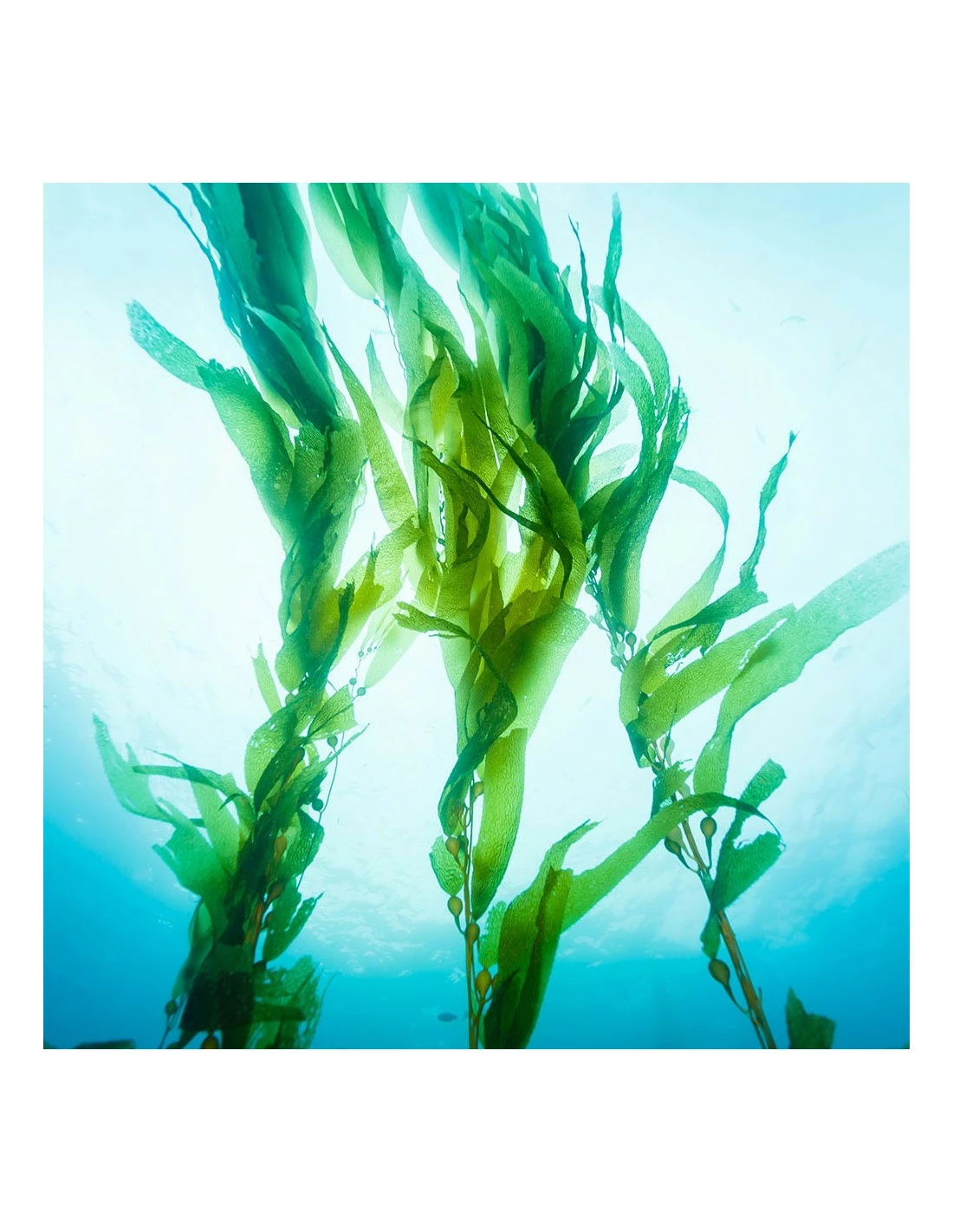 Mixgliss Gel De Massage Nuru Algues 2 Mixgliss Gel De Massage Nuru Algues – Image 2