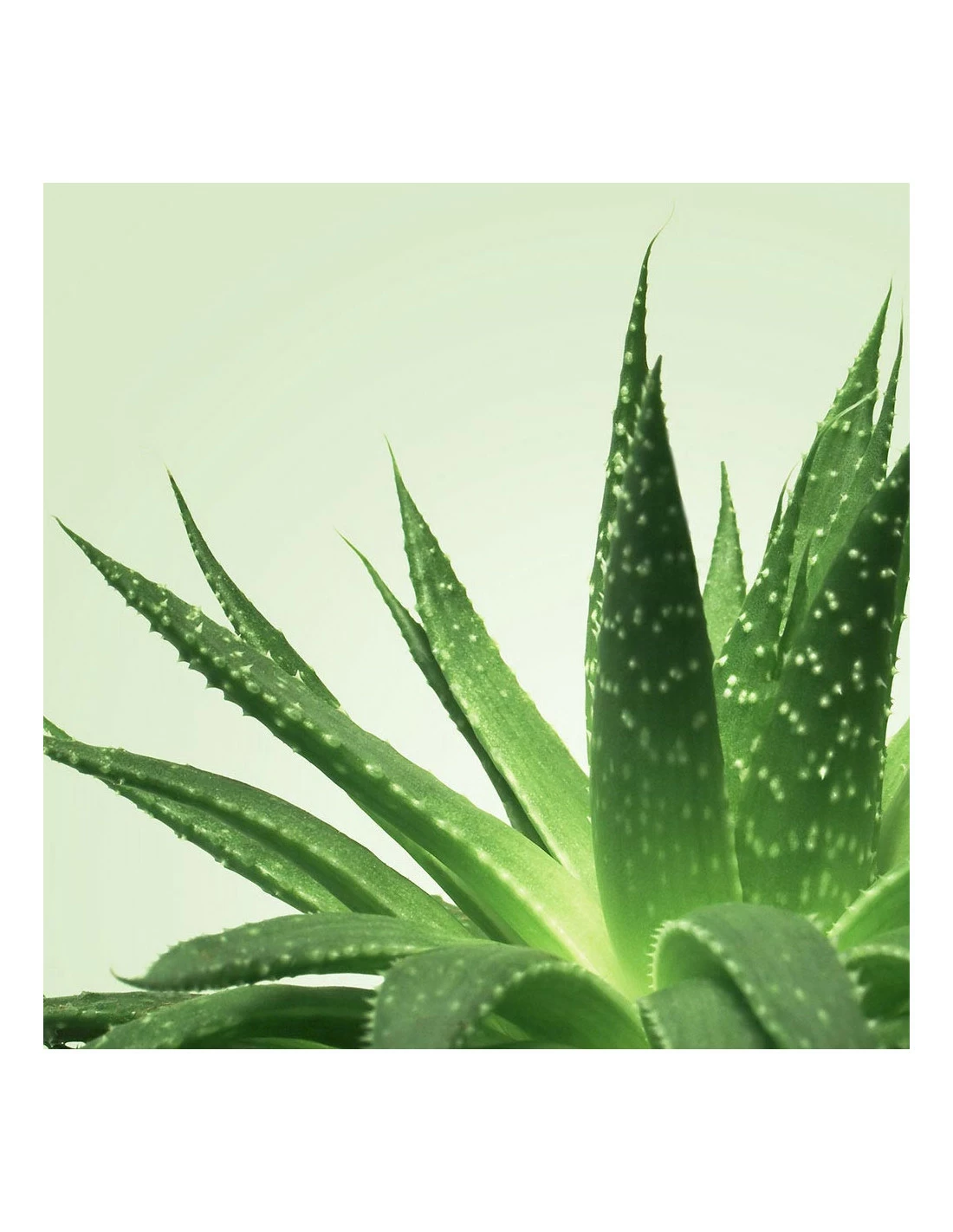 Mixgliss Gel De Massage Nuru Aloe Vera 2 Mixgliss Gel De Massage Nuru Aloe Vera – Image 2