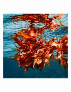 Lubrifiant Naturel Aux Algues YESforLOV -PASSAGE DU DESIR Ventes lubrifiant naturel aux algues yesforlov 2